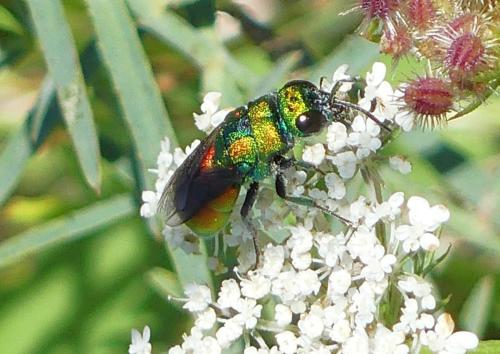Chrysis chrysoprasina